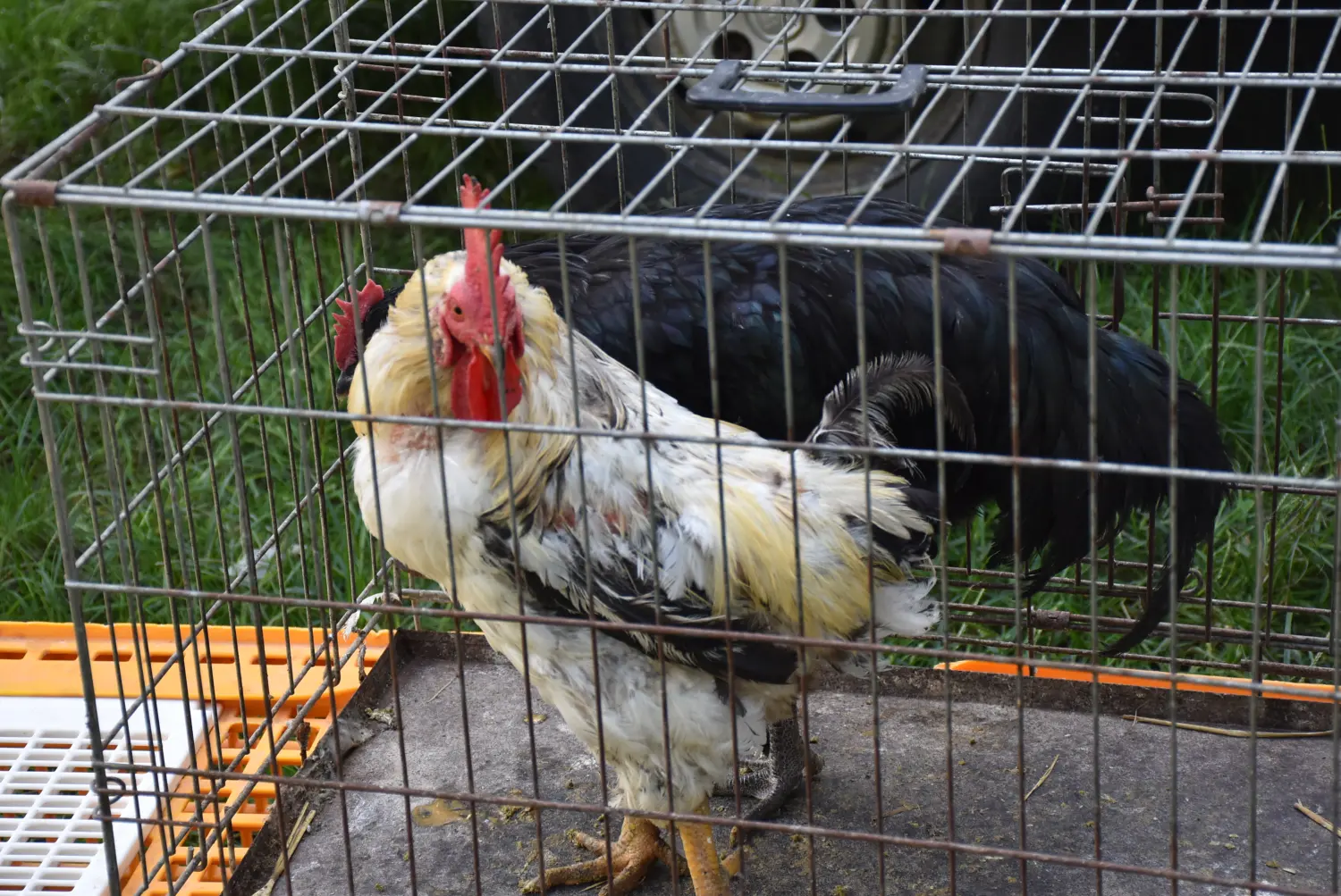 čakovečki sajam 18.9 (91) čakovečki sajam 18.9 (91)