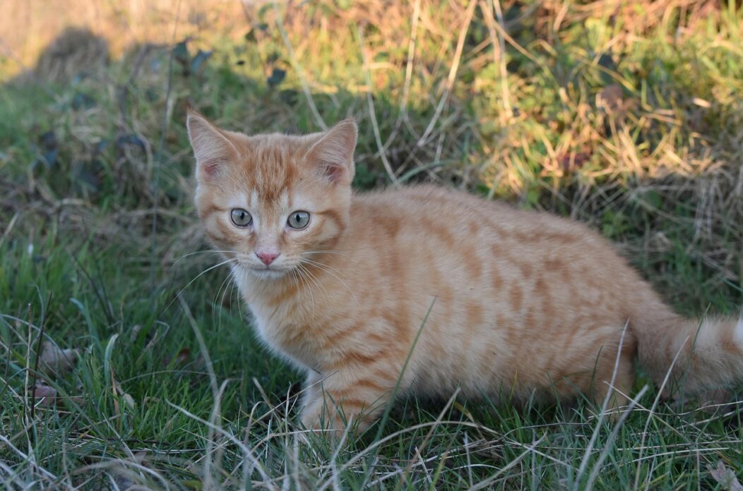 cat-6964044_1280 cat-6964044_1280