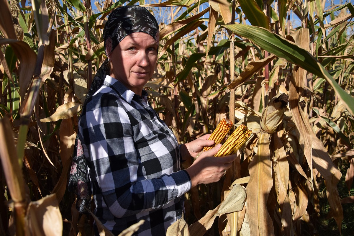 Branje kukuruza obitelj Fic, Dragoslavec Branje kukuruza obitelj Fic, Dragoslavec