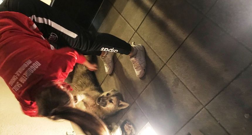 Morena Mikulić, pas Morena Mikulić, pas