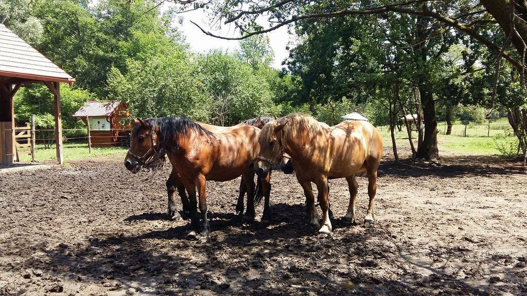 1955147013685233998838331451166