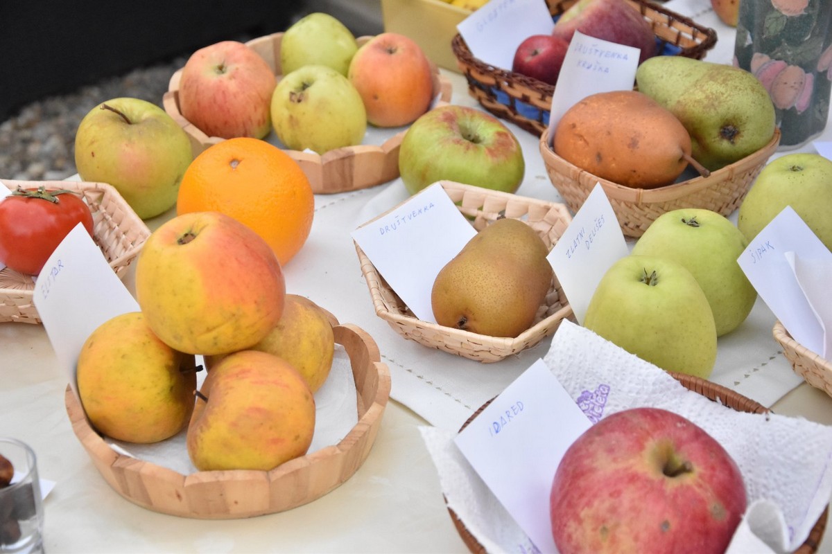 FOTO Ukusne i zdrave jabuke, zakuska i zabavni program za posjetitelje Izložbe starih i novijih sorti jabuka FOTO Ukusne i zdrave jabuke, zakuska i zabavni program za posjetitelje Izložbe starih i novijih sorti jabuka