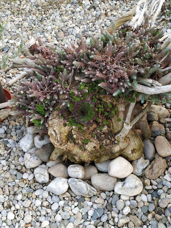 Biljno carstvo Vanje i Alena u Šenkovcu: Njihov vrt ‘Četiri godišnja doba’ mami poglede