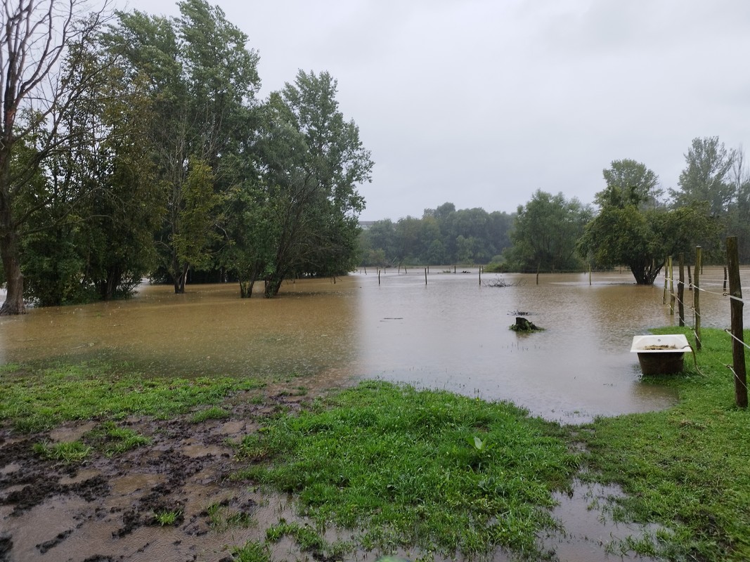 Evakuirani međimurski konji