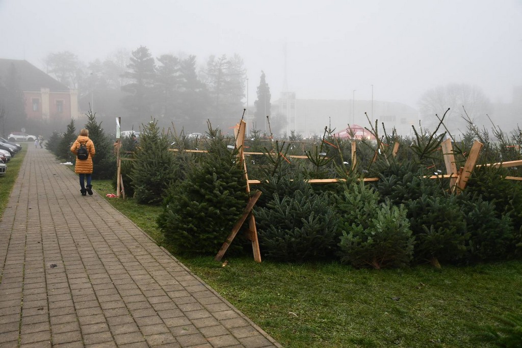 Ponuda božićnih drvaca