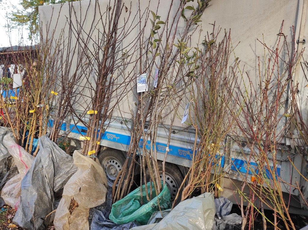 SAJAM SRIJEDOM Jeste li već probali meksički krastavac ili čajot?