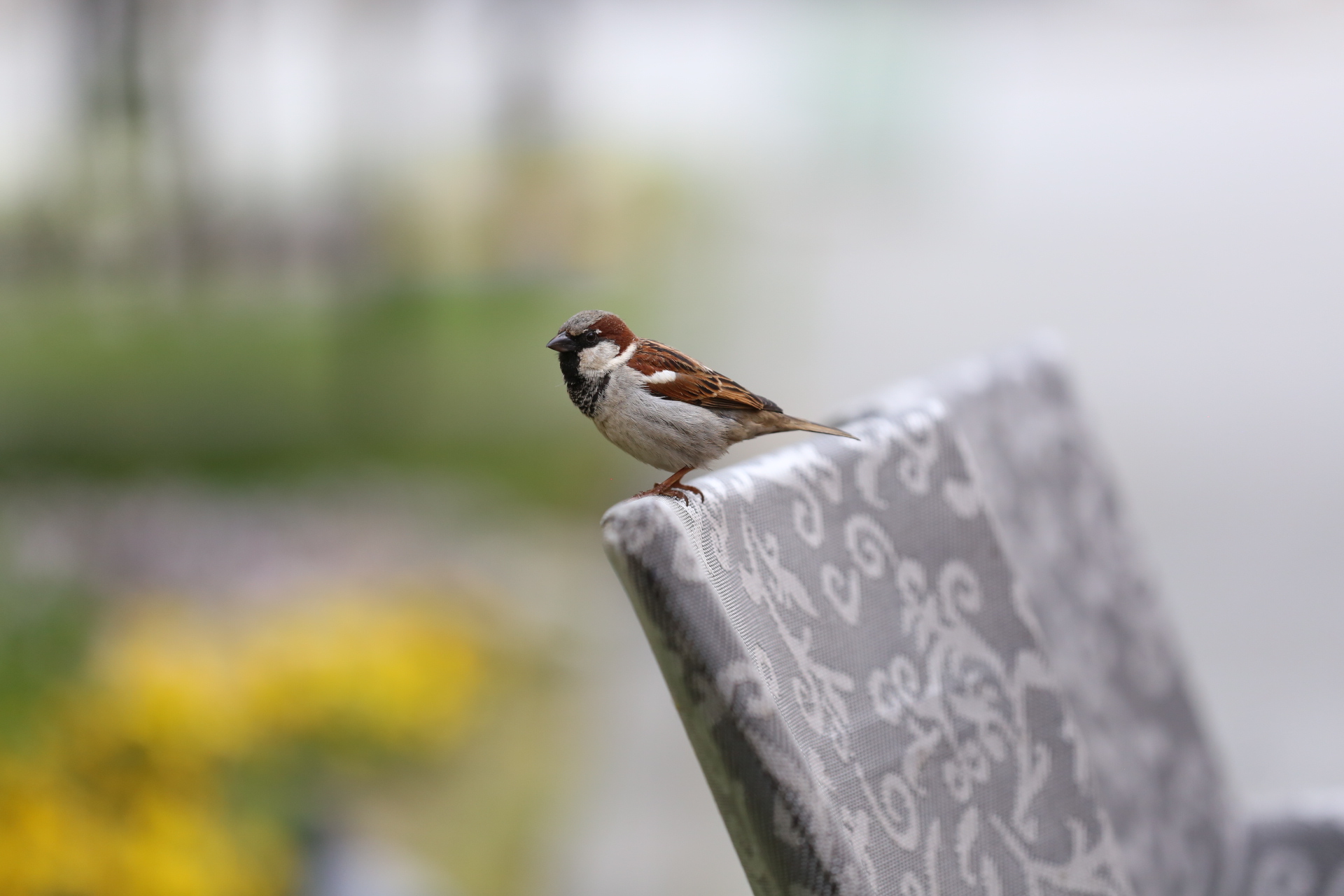 U Čakovcu ponovno otvoreni kafići – ispijanje kave u centru grada