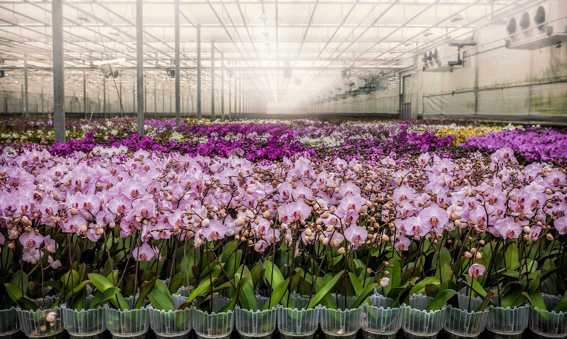 Image 5818439 (auto)