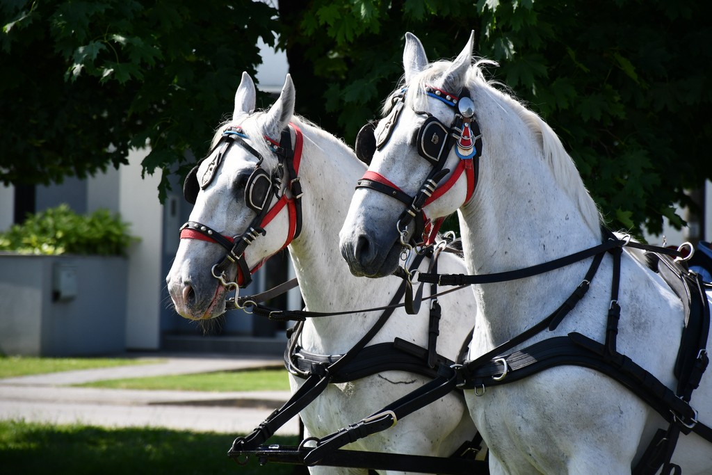 VIDEO I FOTO Međunarodno konjičko druženje okupilo brojne uzgajivače konja iz SZ Hrvatske te Slovenije i Austrije