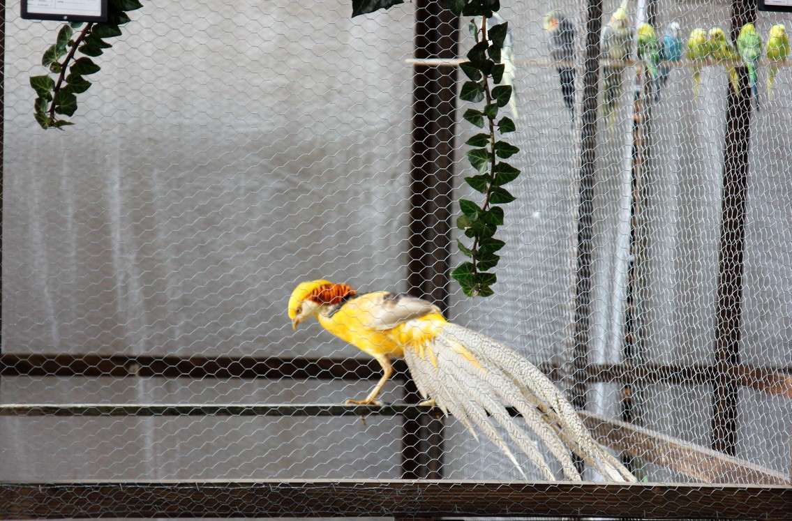 Otvorena izložba malih životinja u Nedelišću