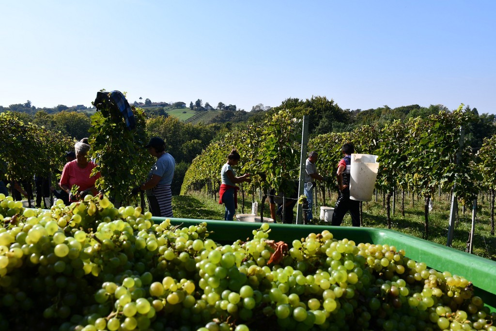 Vinarija Horvat, berba