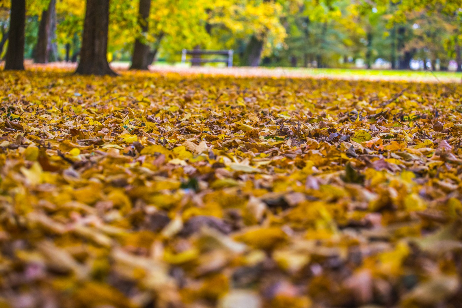 Čarobna jesen: Naša Miroslava Novak prošetala je čakovečkim parkom i snimila šarenilo jesenskih boja. Predivno, zar ne? (y) :-)