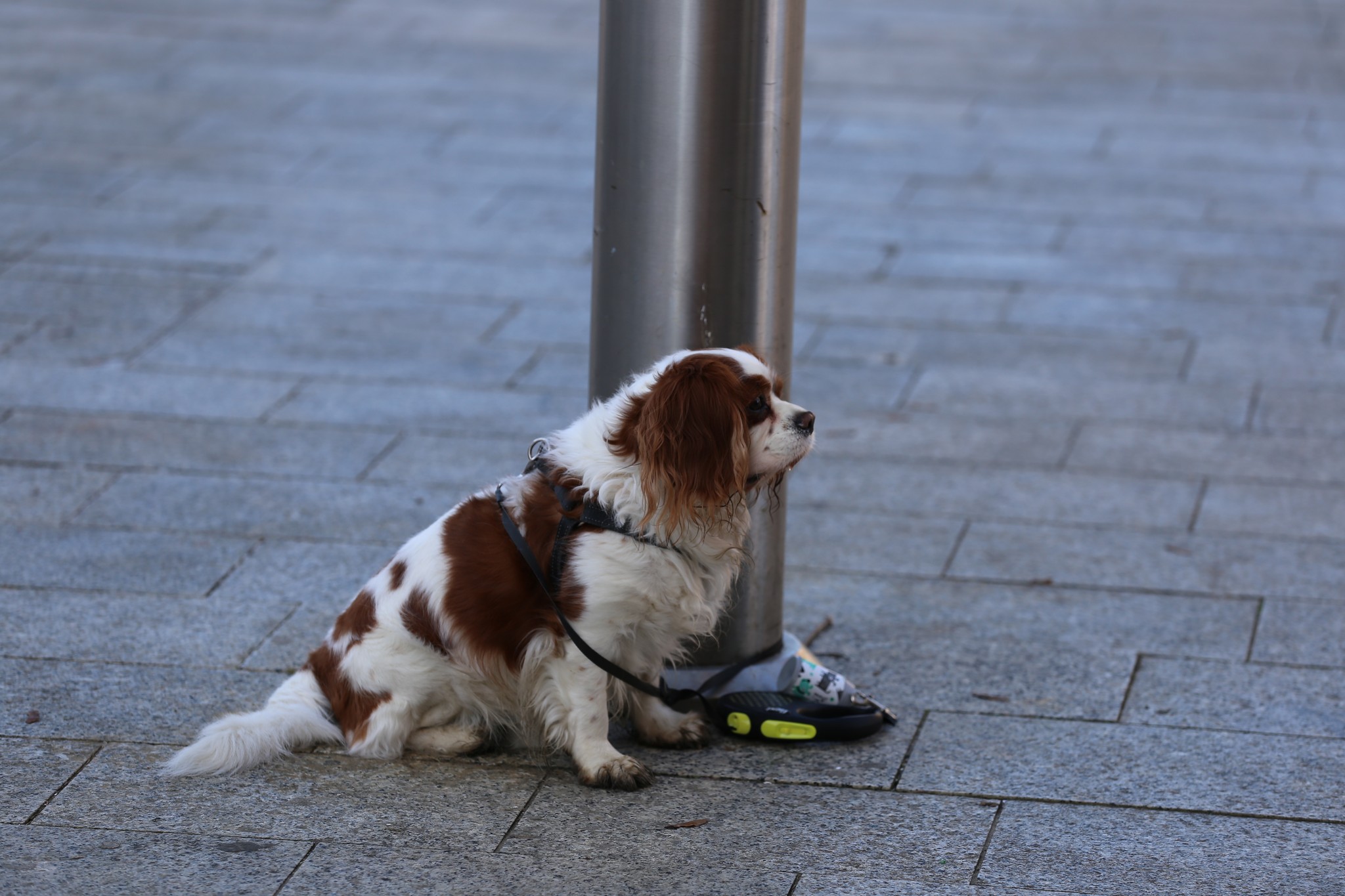 Klikom po Čakovcu (subota,15.1.2022.)