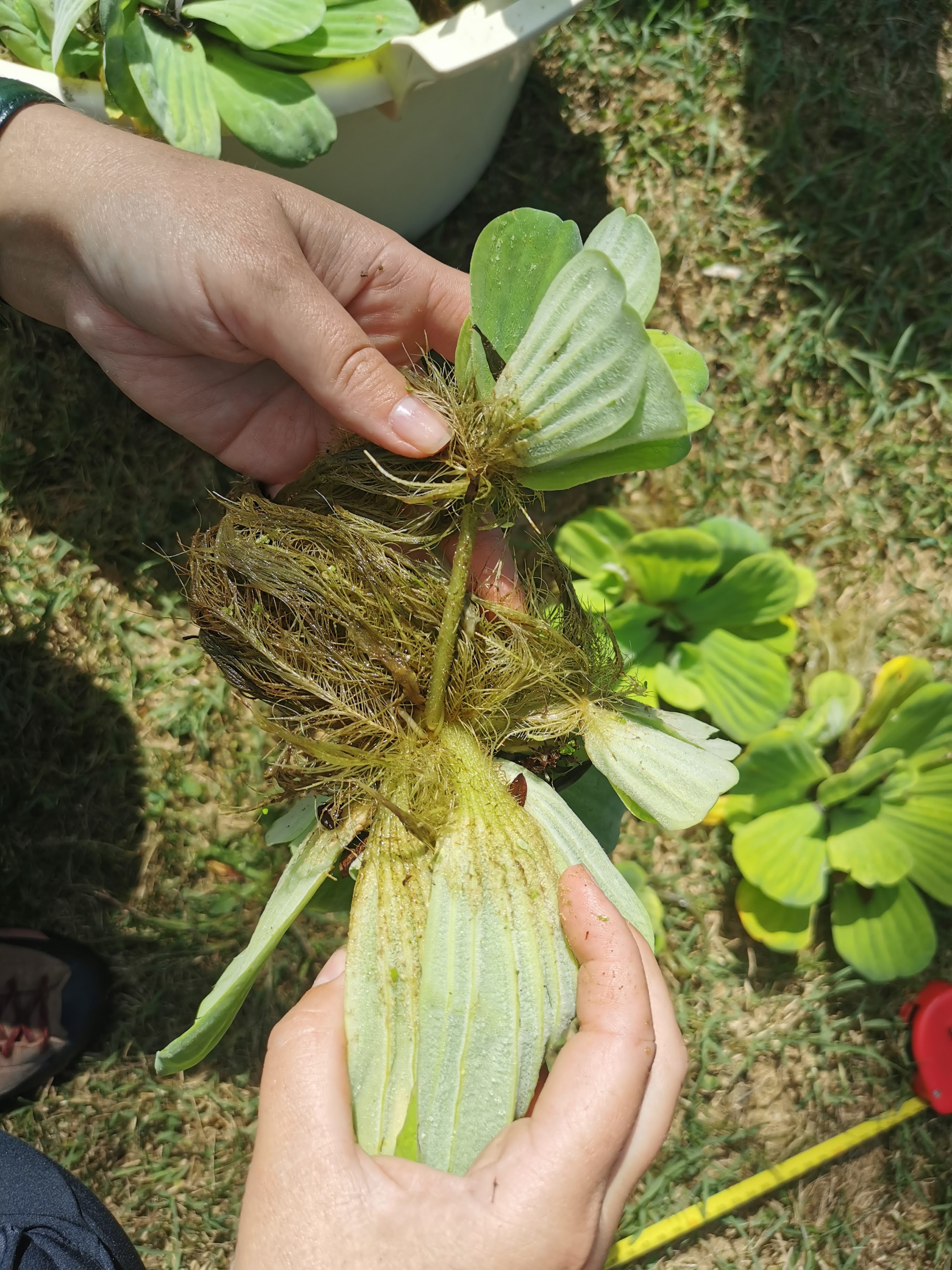 vodena salata u međimurju