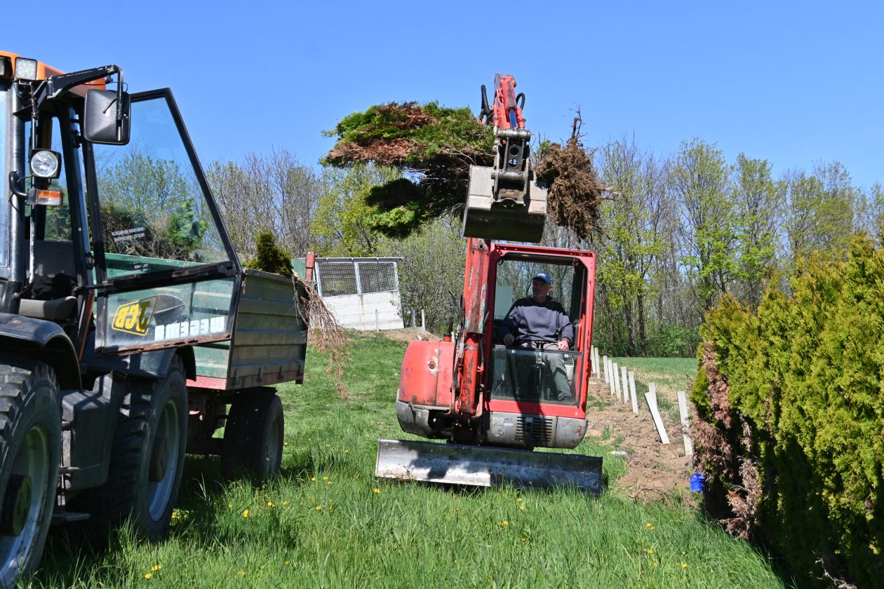 Pleškovec čempres IV Pleškovec čempres IV