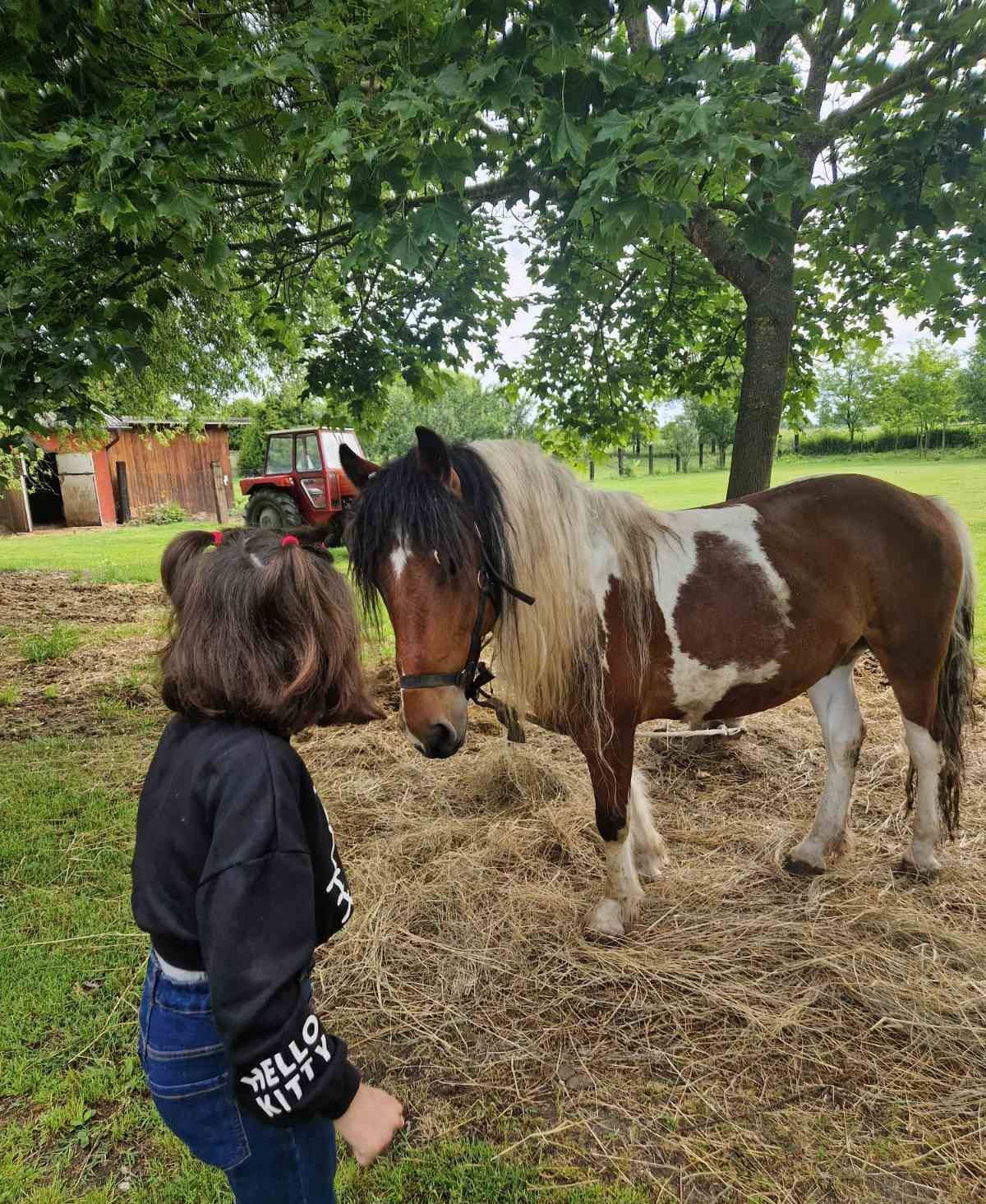 centar za odgoj i obrazovanje ranč (14)