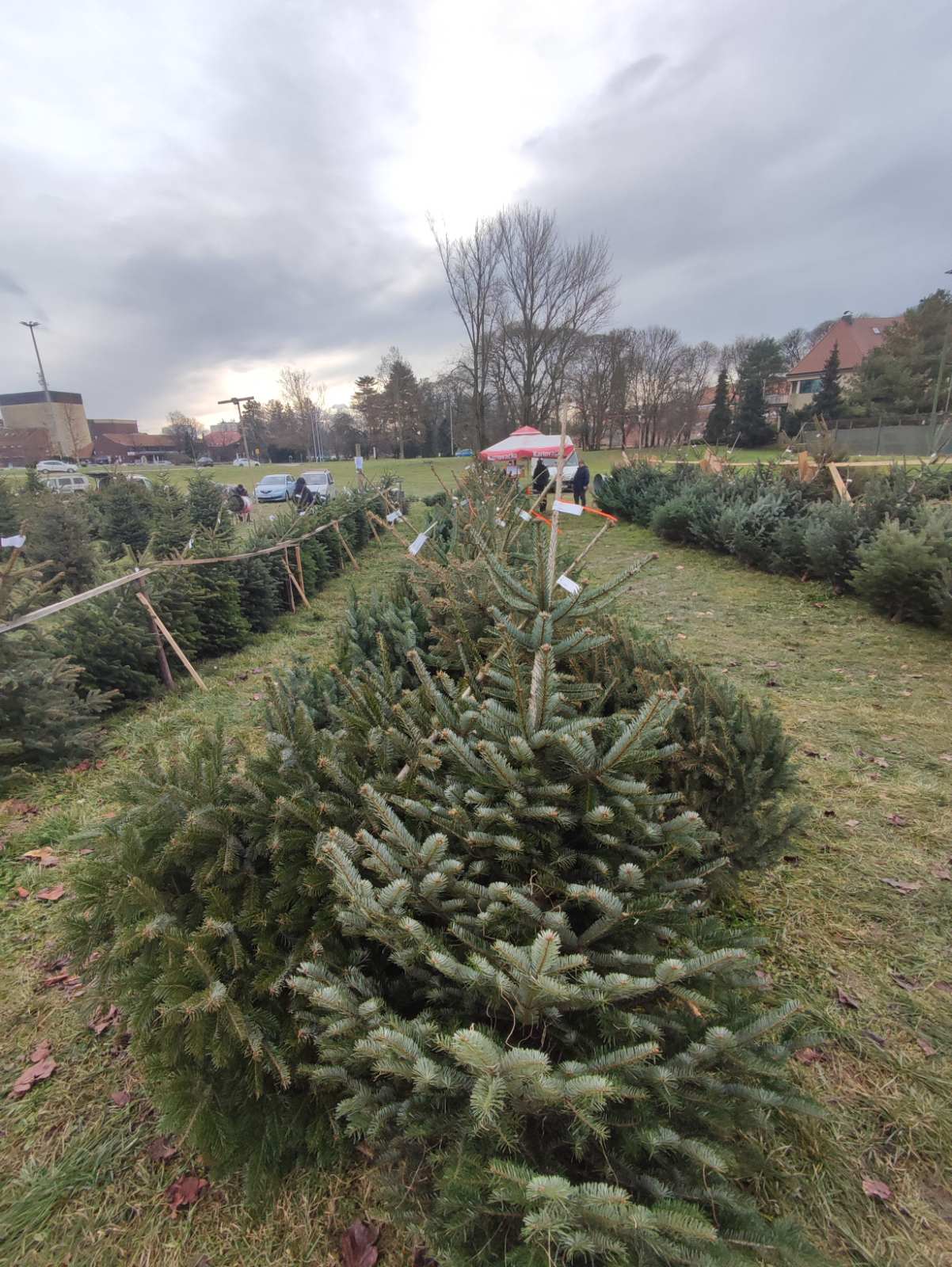 NIKOLA RADIKOVIĆ Najviše se traže nordijske jele i smreke