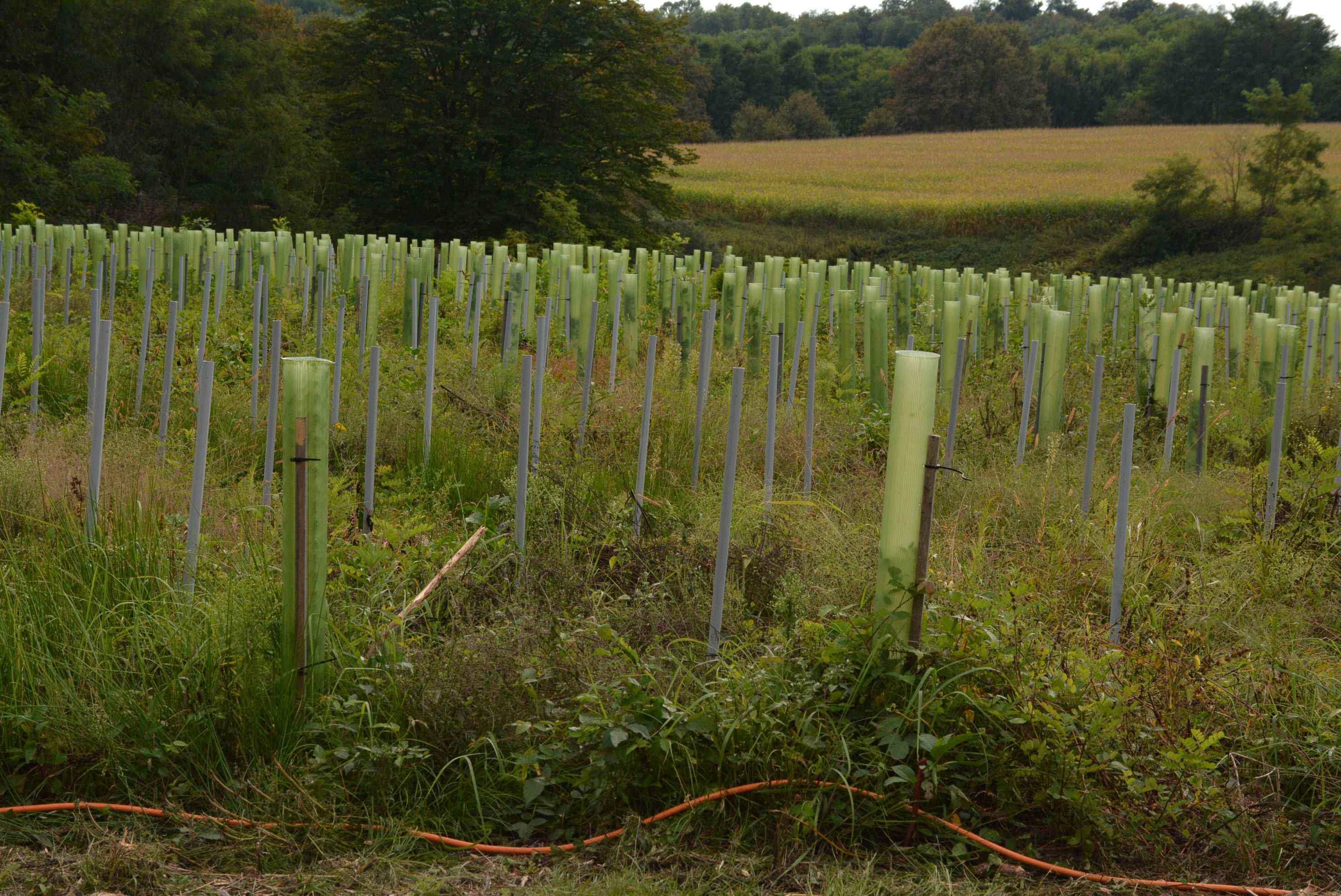 KNEZOVEC Održana velika akcija pošumljavanja u ogranizaciji tvrtke Sobočan