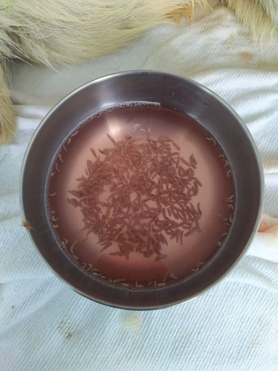 UZNEMIRUJUĆE FOTOGRAFIJE ‘Dokle će trajati patnja pasa u romskim naseljima Međimurja?’