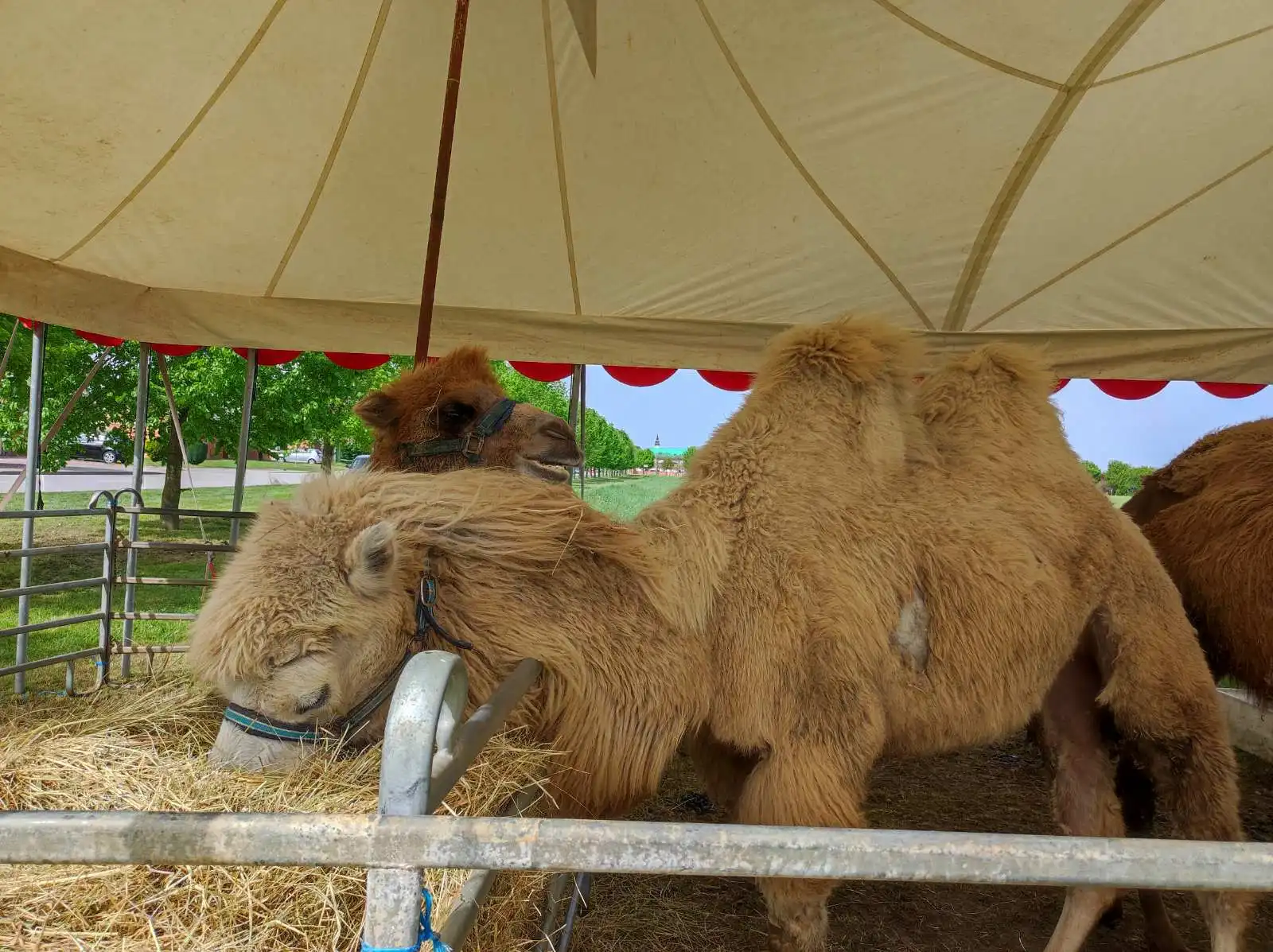 cirkus,prelog,životinje (1)