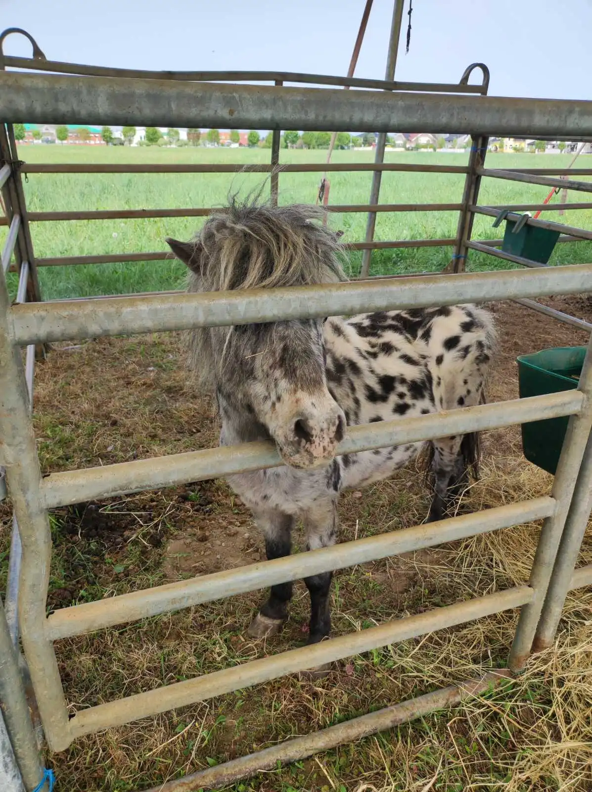 cirkus,prelog,životinje (10)