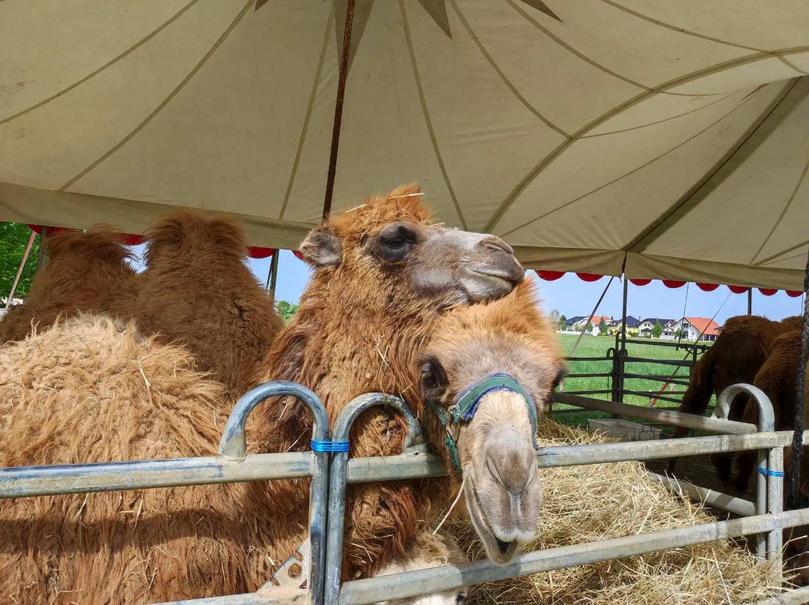 cirkus,prelog,životinje (11)