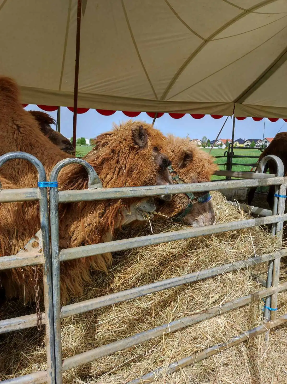 cirkus,prelog,životinje (13)