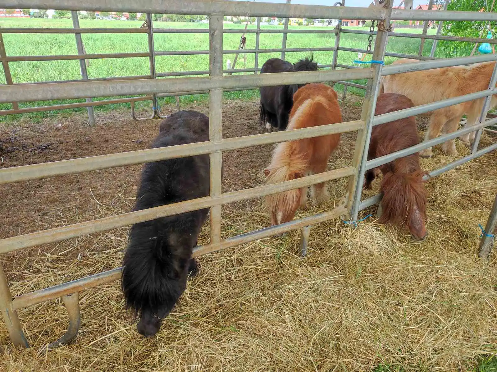 cirkus,prelog,životinje (14)