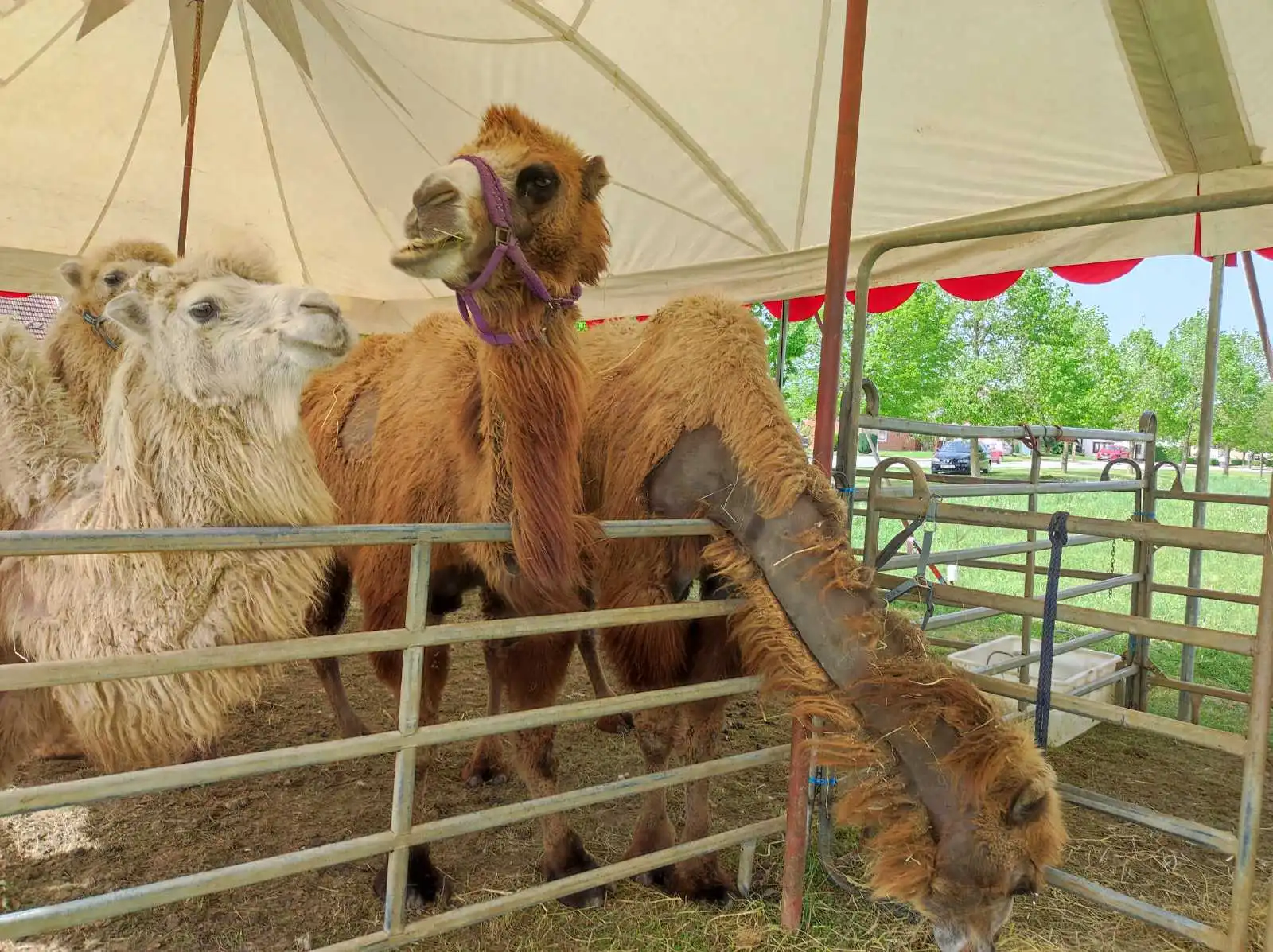 cirkus,prelog,životinje (15)