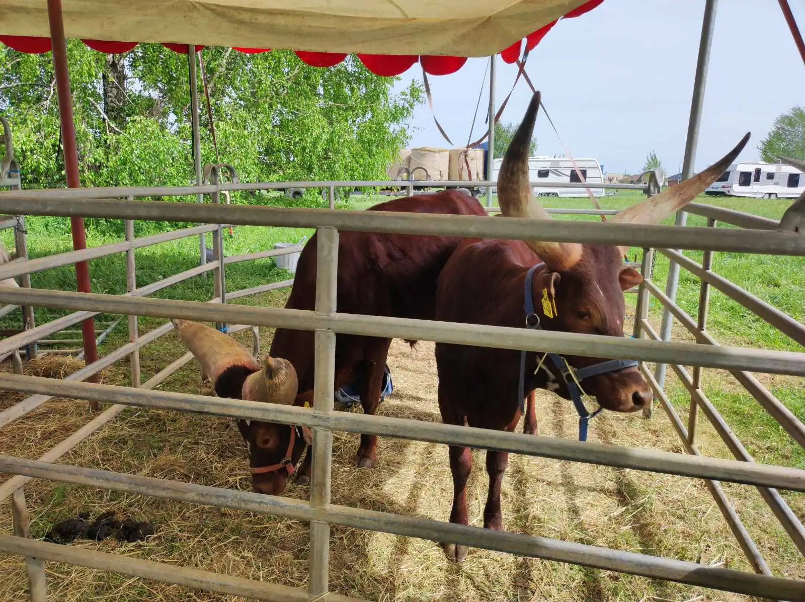 cirkus,prelog,životinje (16)