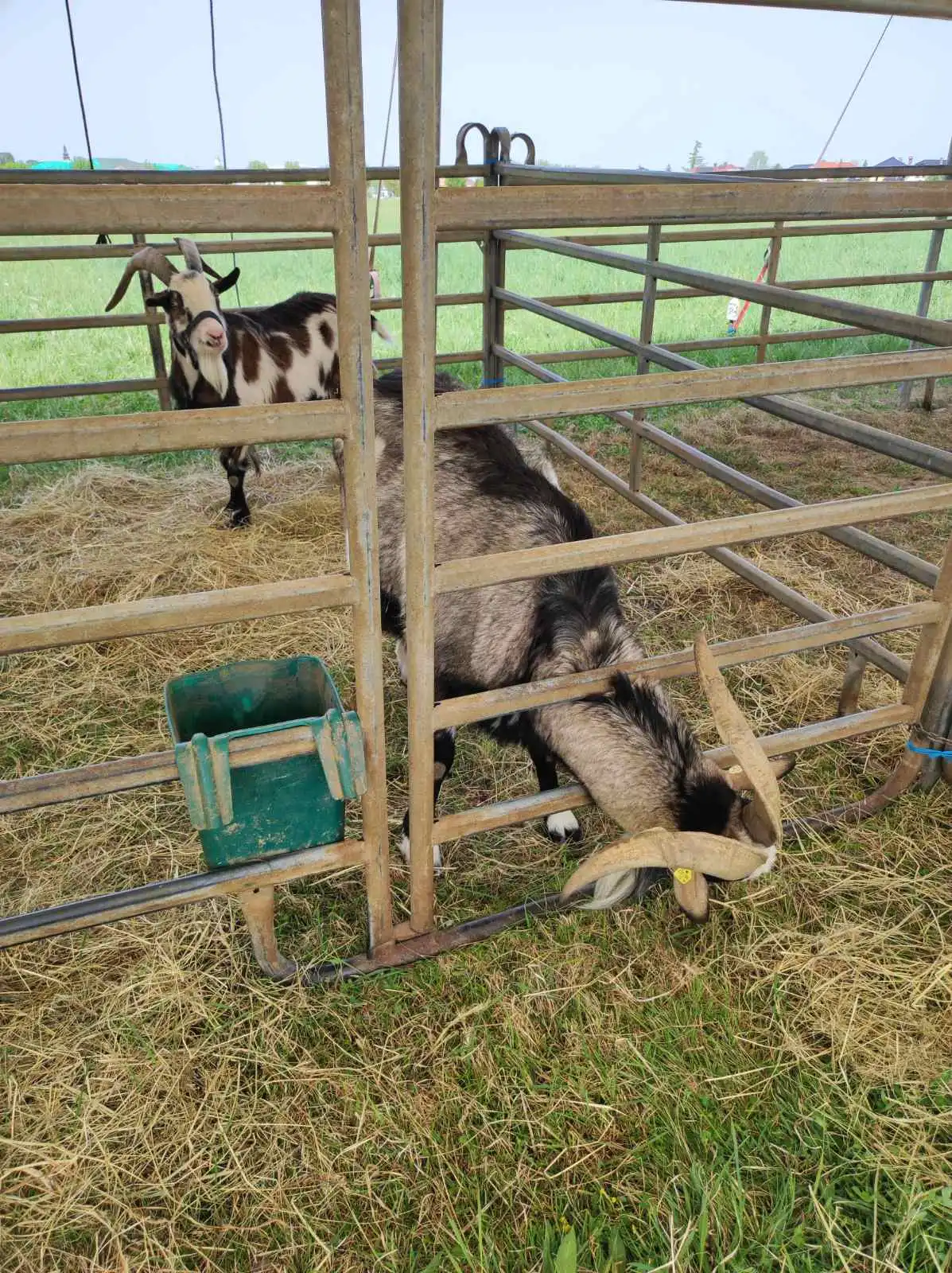 cirkus,prelog,životinje (17)