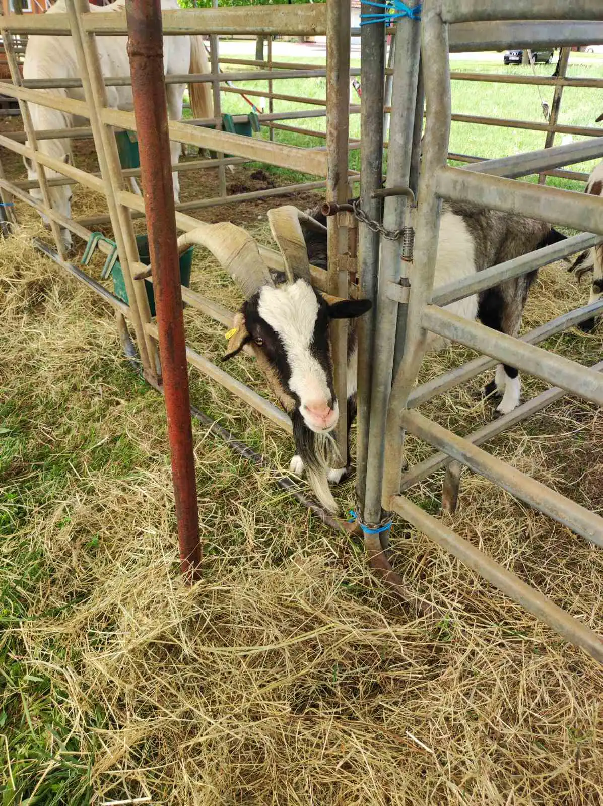 cirkus,prelog,životinje (19)