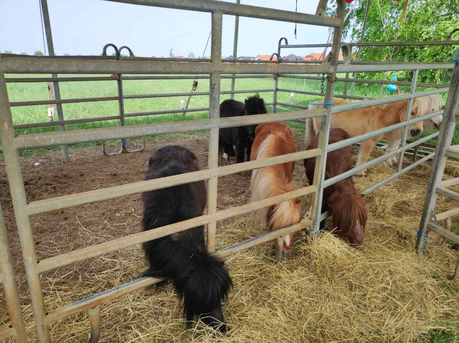 cirkus,prelog,životinje (2)