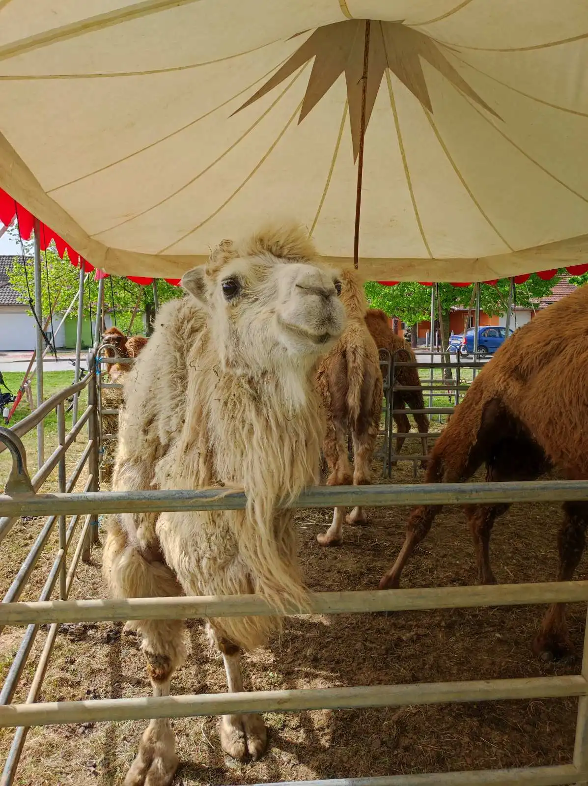 cirkus,prelog,životinje (20)