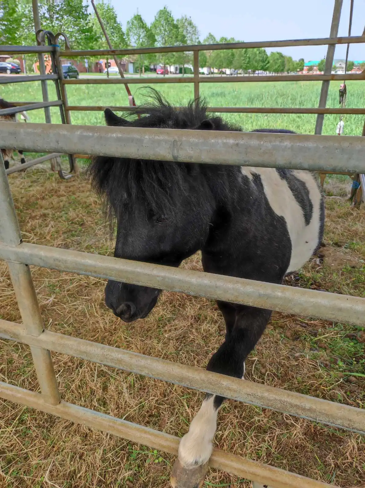 cirkus,prelog,životinje (3)