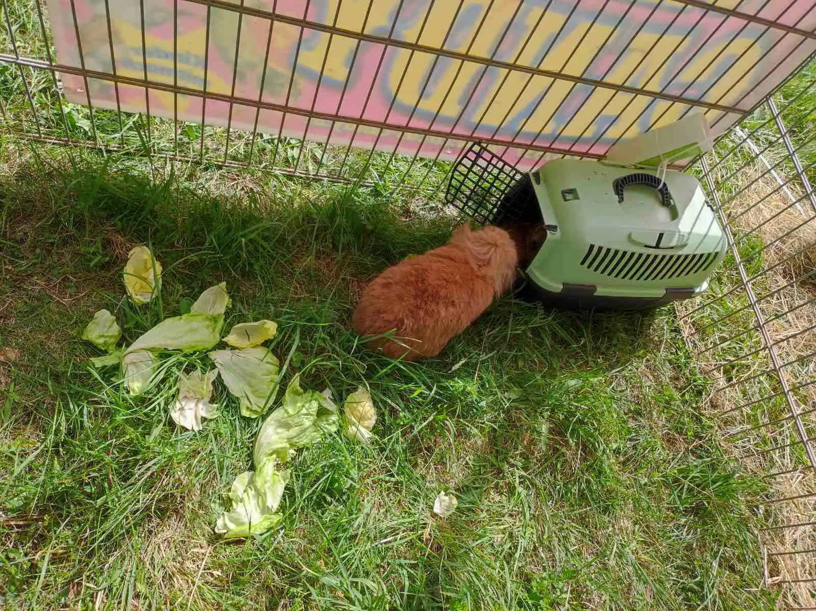 cirkus,prelog,životinje (4)