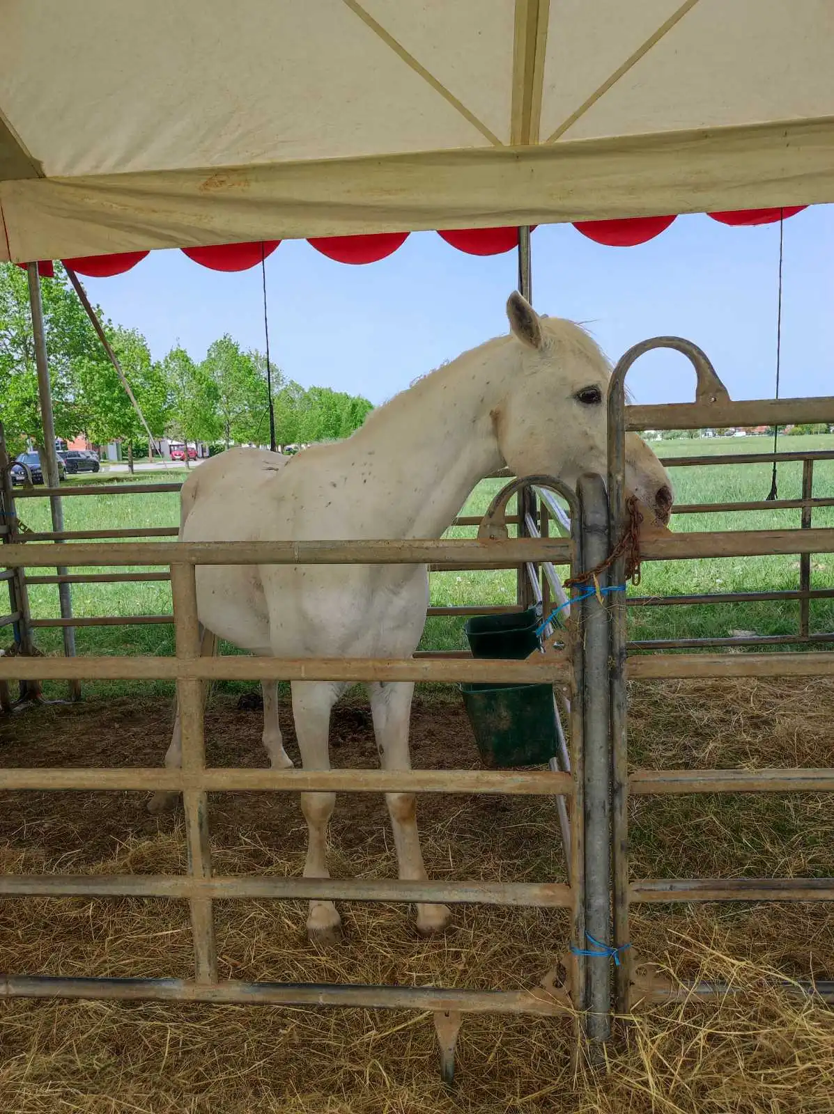 cirkus,prelog,životinje (5)