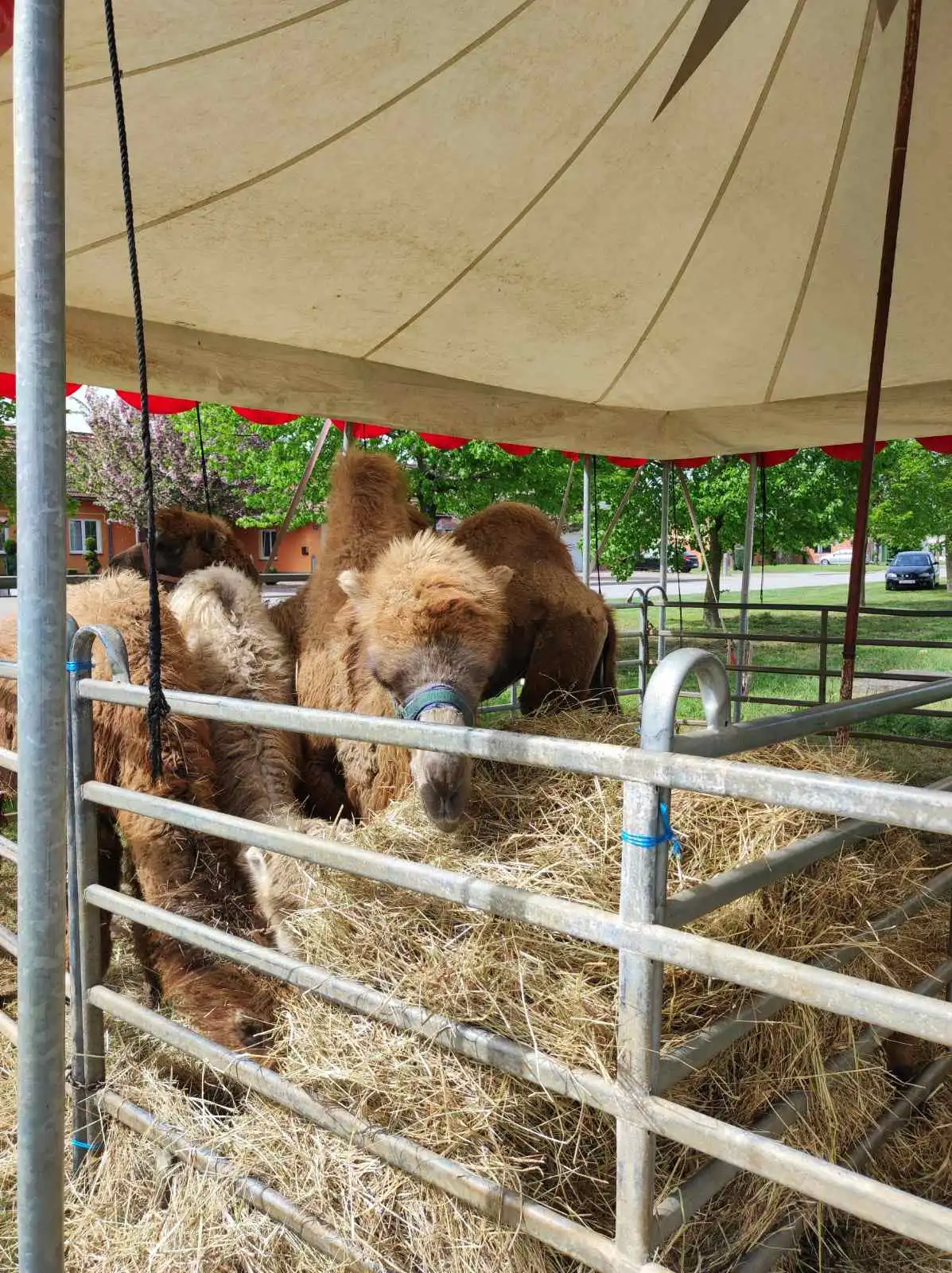 cirkus,prelog,životinje (6)