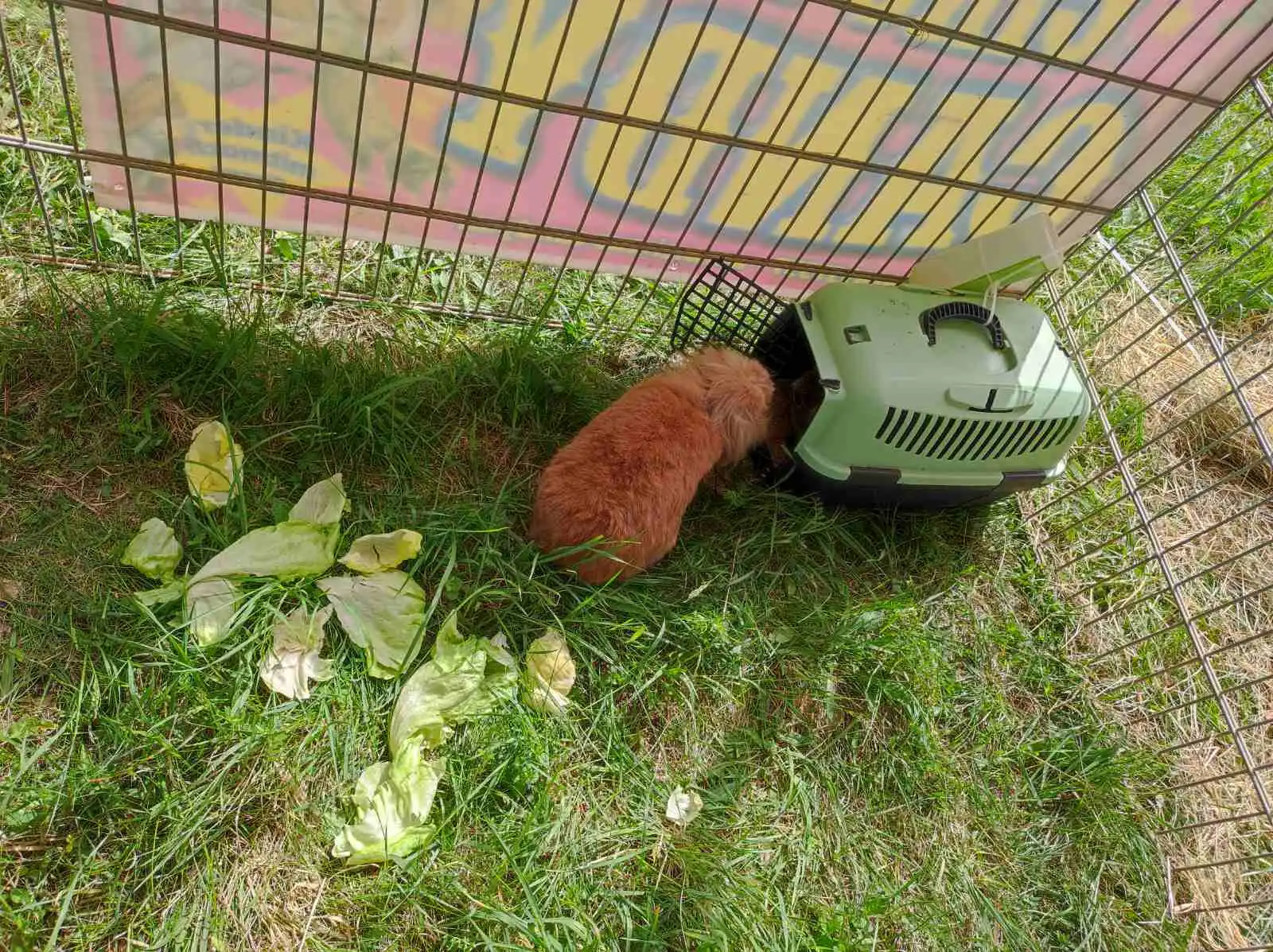 cirkus,prelog,životinje (7)