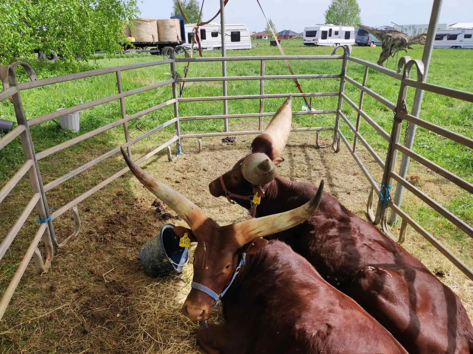 cirkus,prelog,životinje (8)