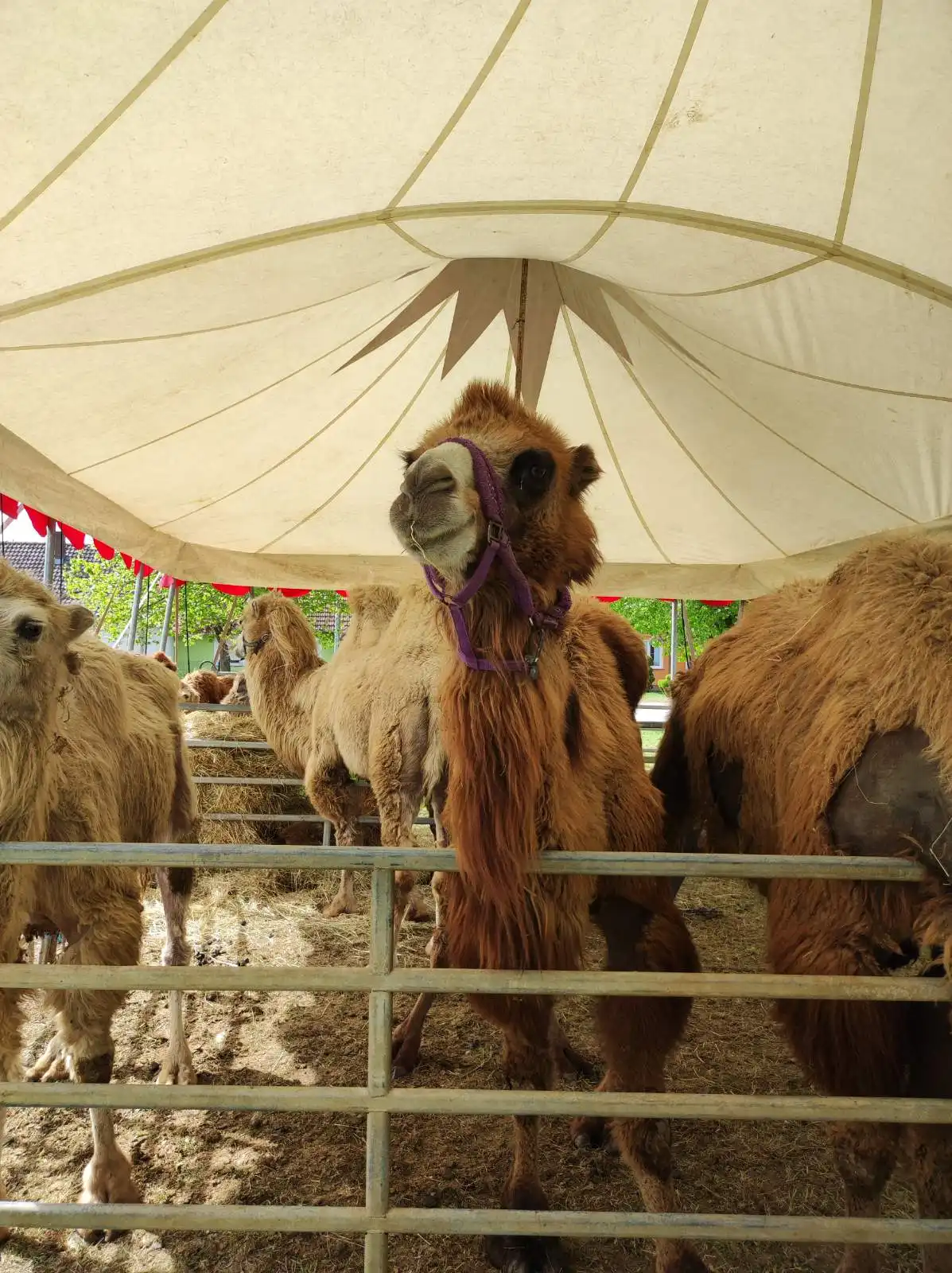 cirkus,prelog,životinje (9)