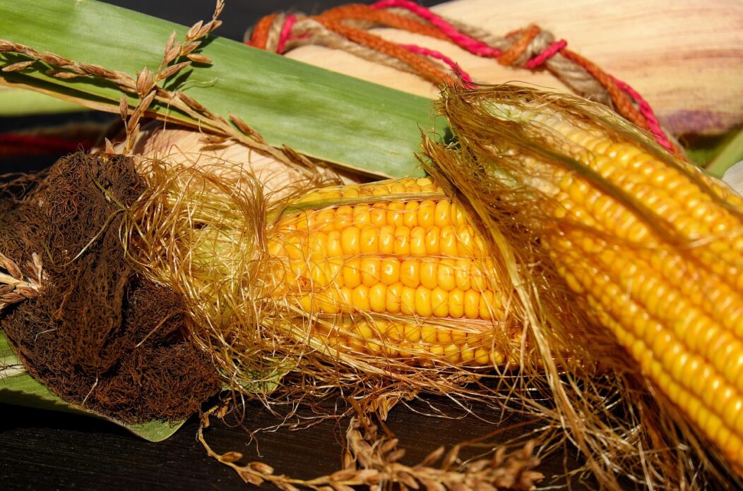corn-on-the-cob-1715715_1280 Kukuruzna svila (kosa)