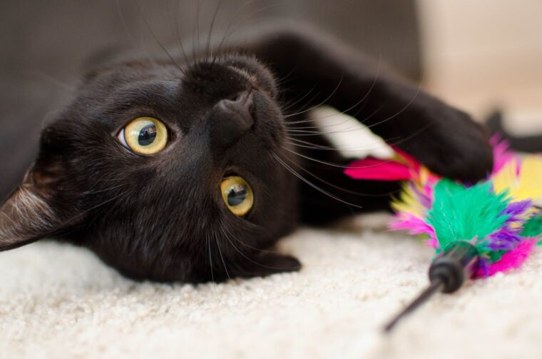 crna mačka naslovna