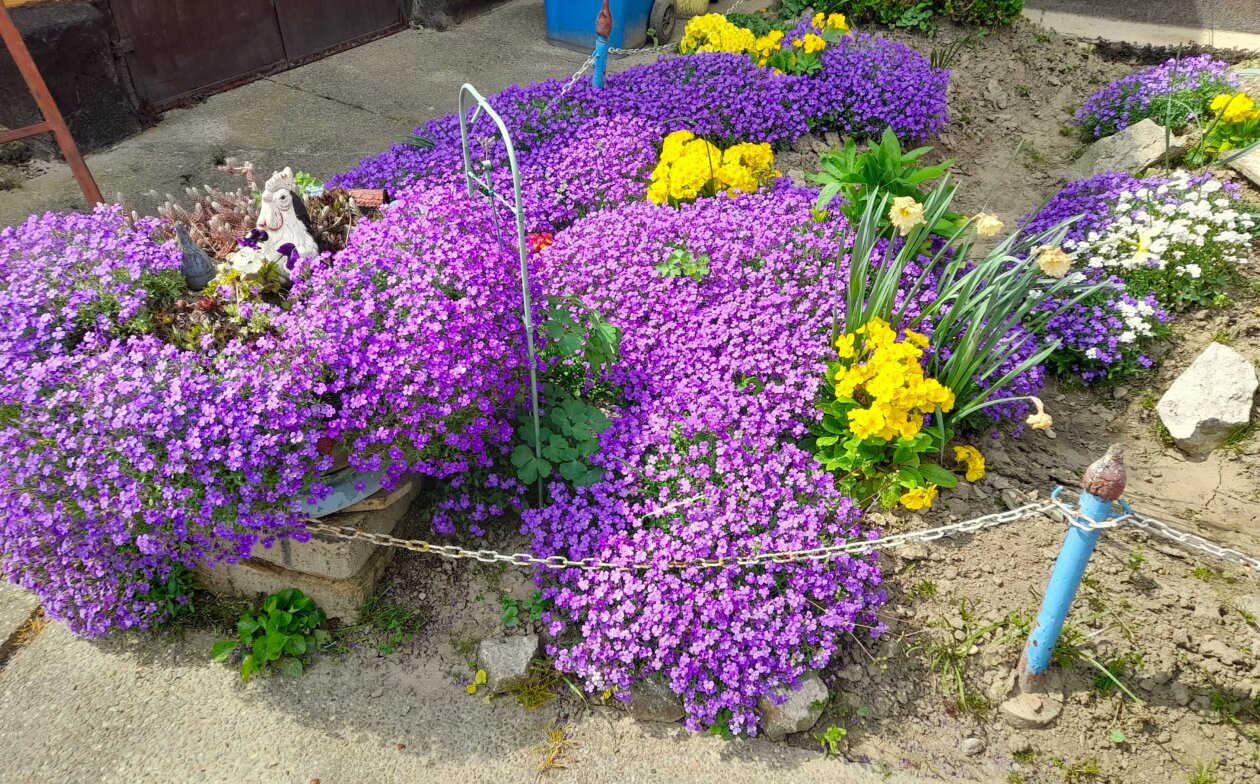 cvjetnjak,Katarina Škoda (3)