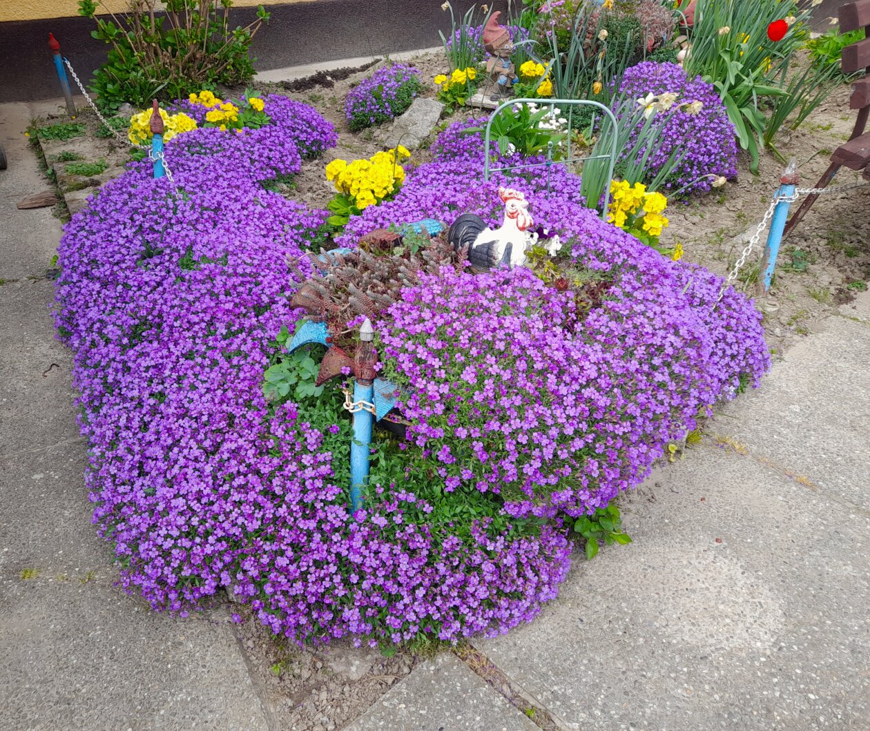 cvjetnjak,Katarina Škoda (7)