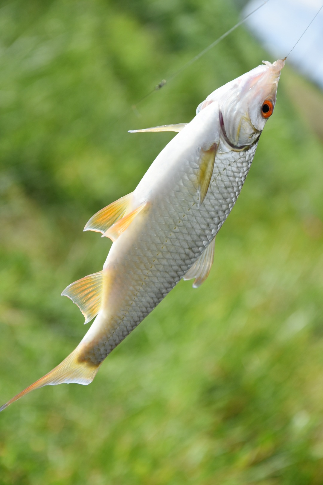 FOTO Na društvenom natjecanju u ribolovu pobijedio Tomislav Filipović s 2,86 kilograma ribe