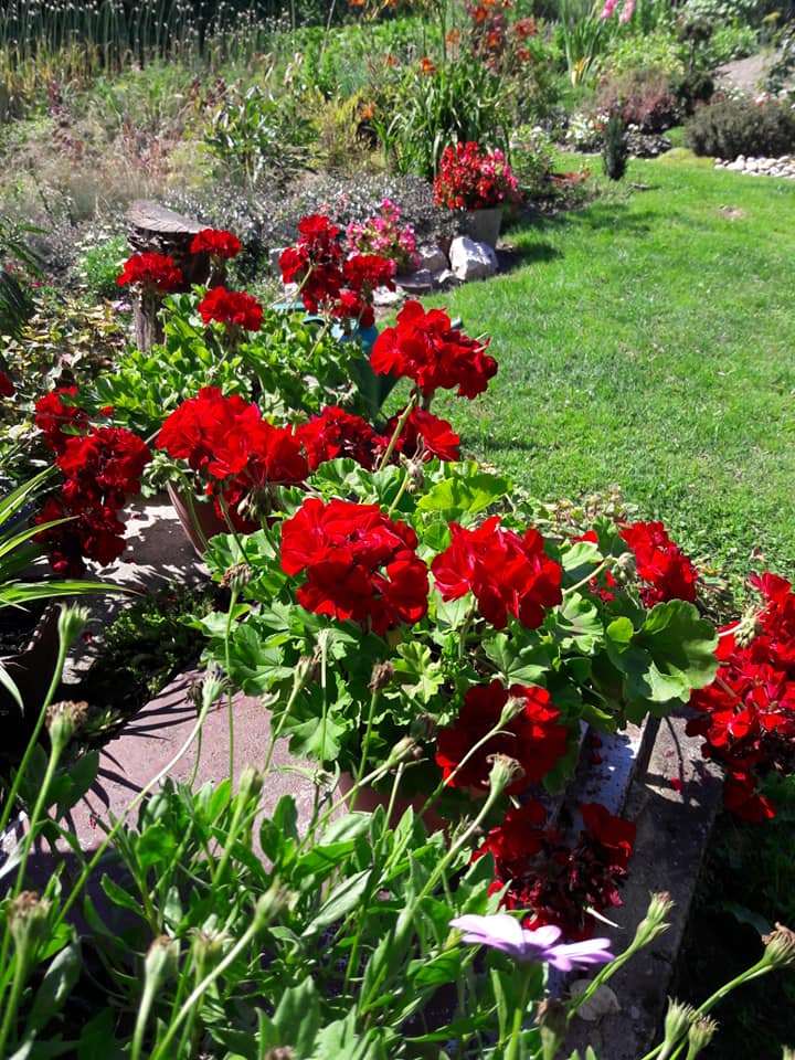 Dvorište obitelji Cenko