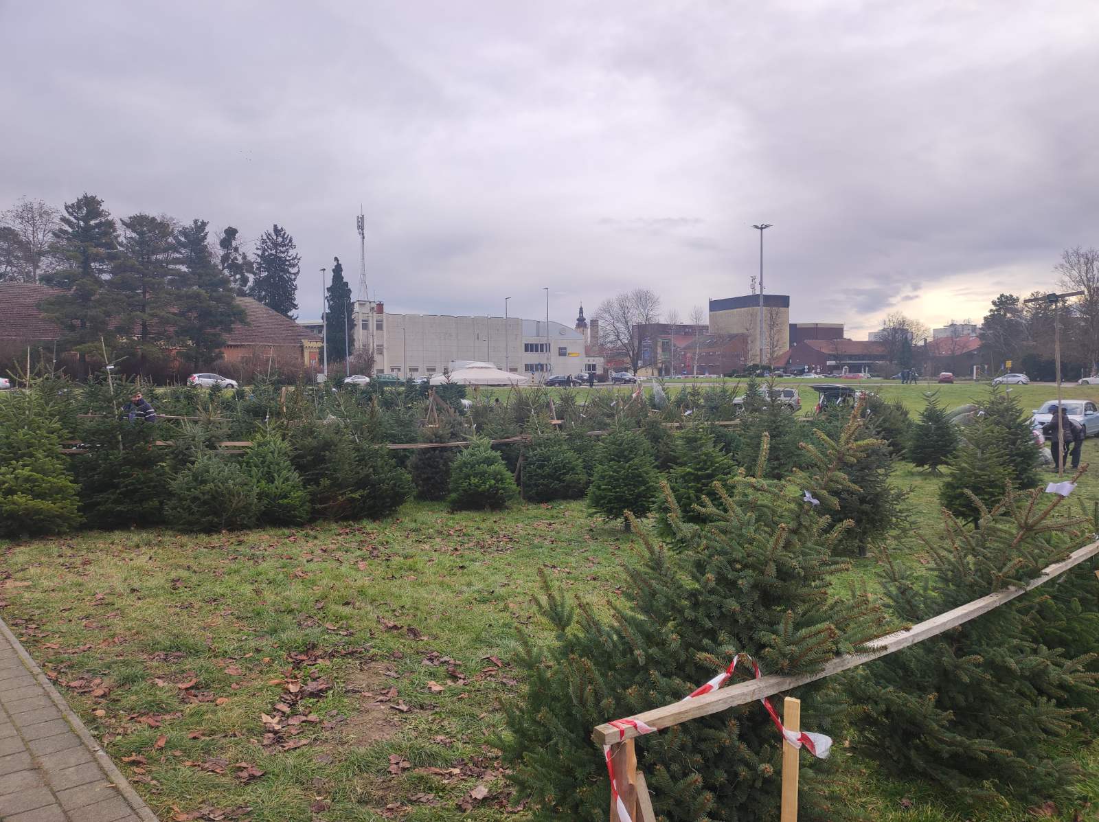 NIKOLA RADIKOVIĆ Najviše se traže nordijske jele i smreke
