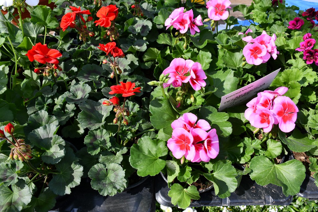 S dolaskom proljeća i toplijih dana živnuo je i čakovečki sajam