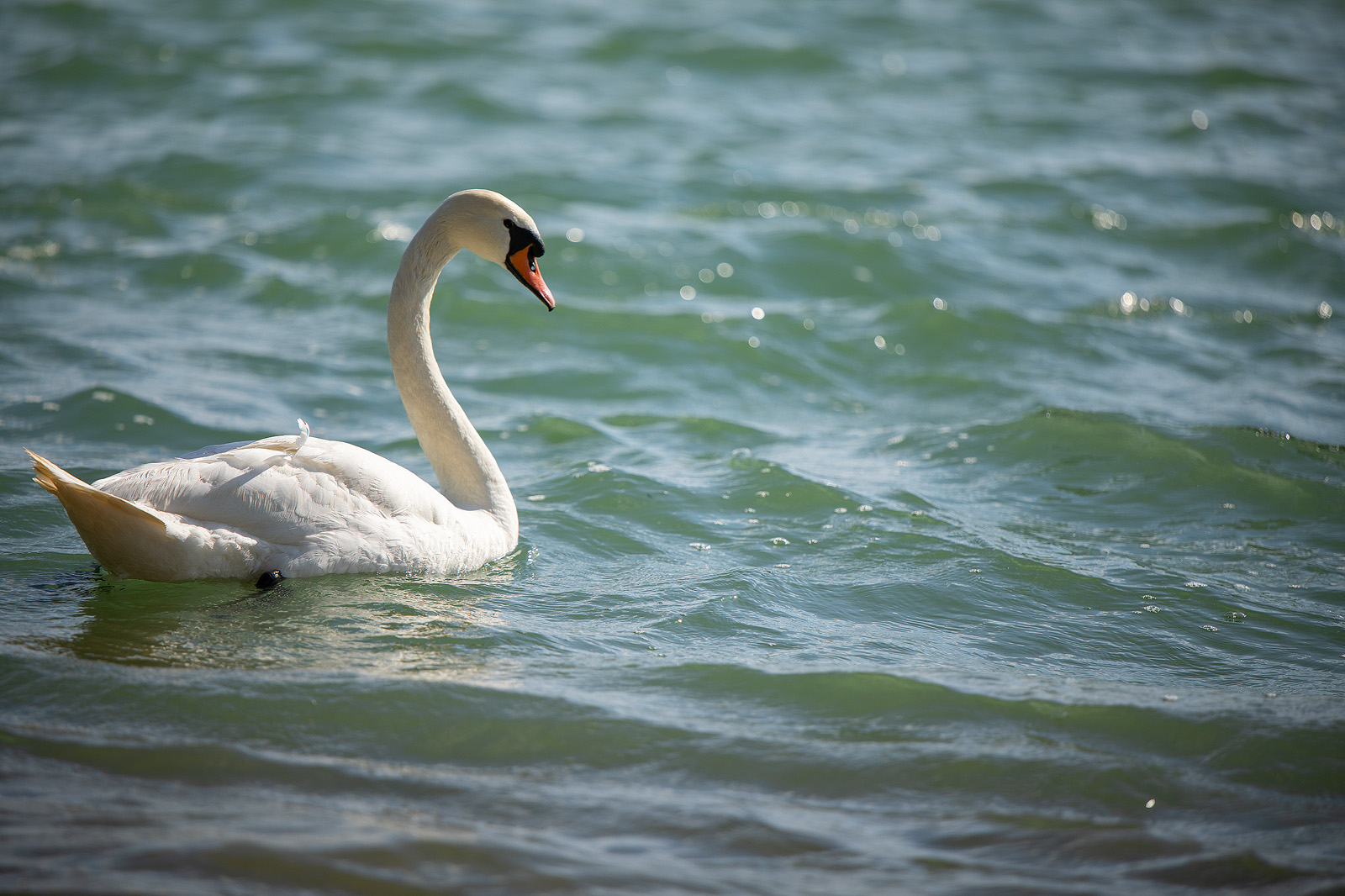 Klikom po Marini (nedjelja, 11.4.2021.)